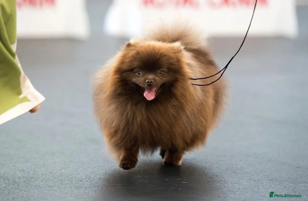 Pomeranian dogs for sale: Chocolate Pomeranian boy  - Advert 1