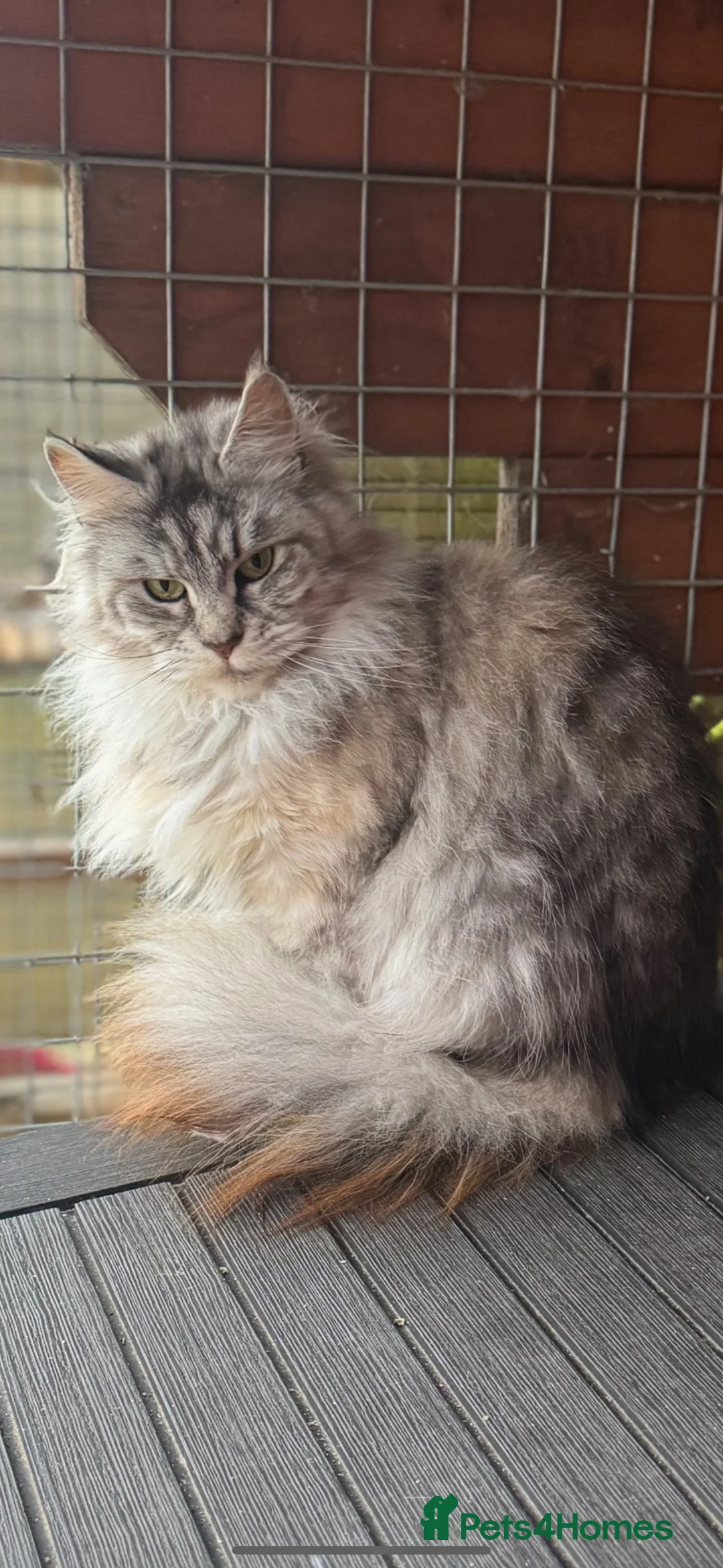 Maine Coon cats for sale: Maine coon girl looking for 5 star home  - Advert 1