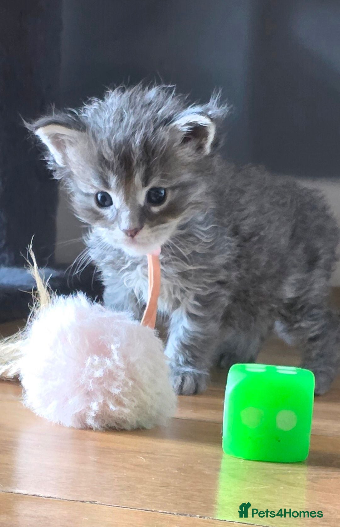 Maine Coon cats Stunning maincoon litter  - Advert 1