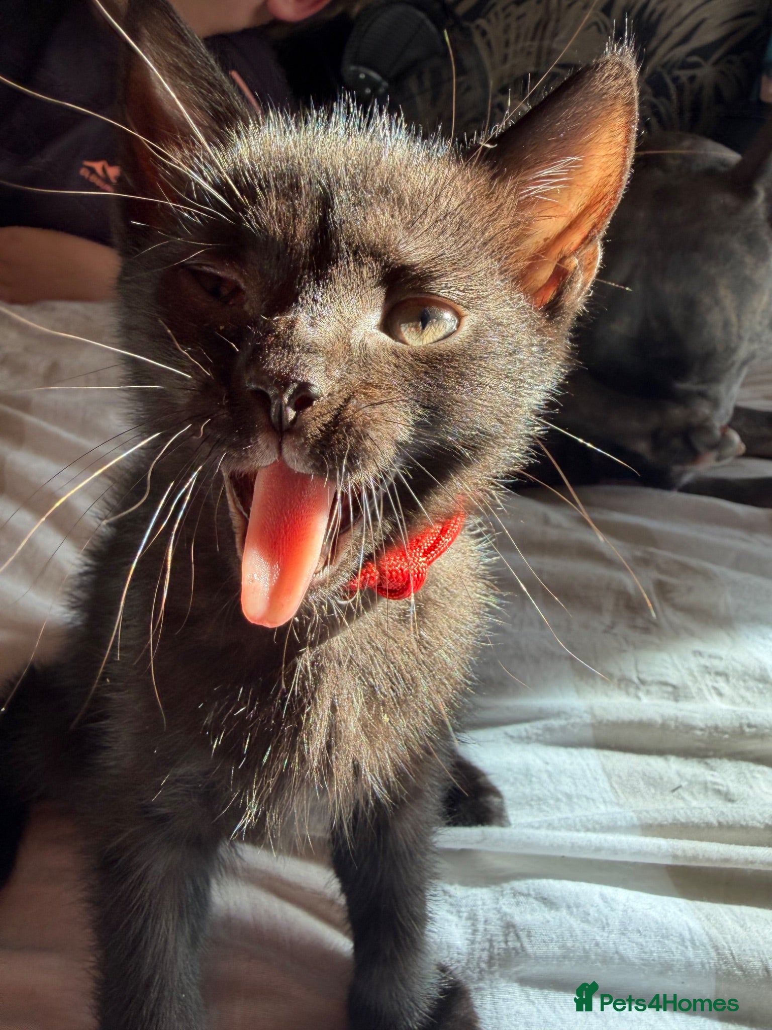 Mixed Breed cats Male kitten  - Advert 3