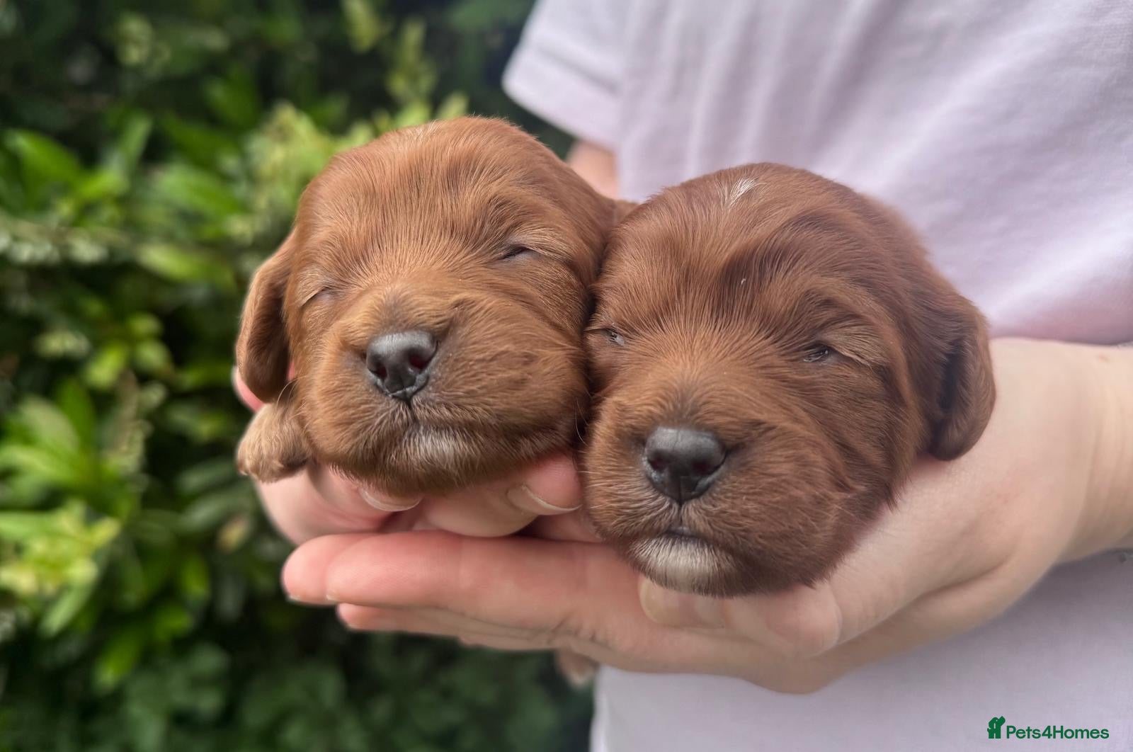Cavapoo dogs Cavapoo puppies,health tested parents 5* licensed  - Advert 2