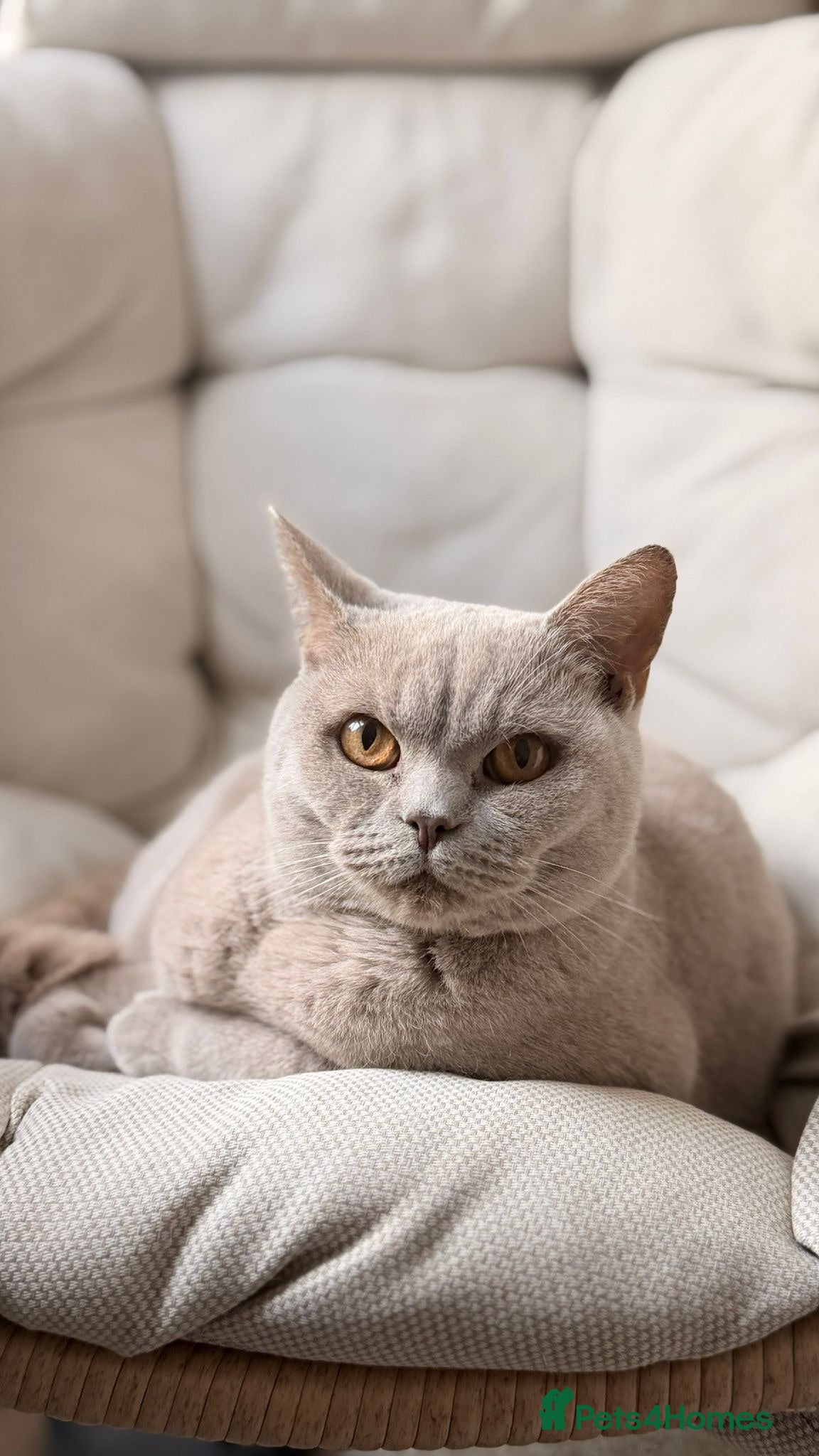 British Shorthair cats British Shorthair Adult Male - Advert 2