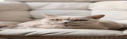 British Shorthair cats for sale: British Shorthair Adult Male - Advert 1