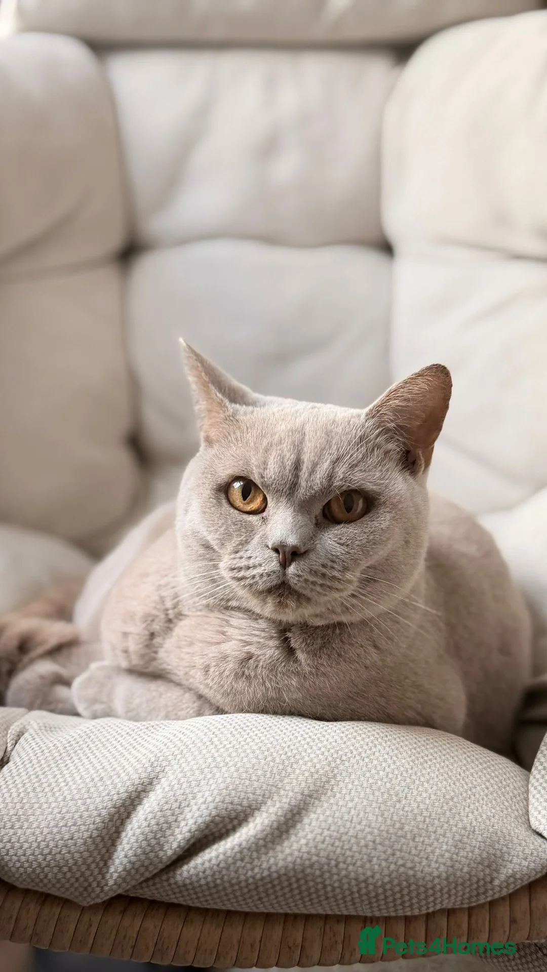 British Shorthair cats for sale: British Shorthair Adult Male - Advert 1