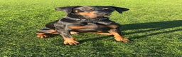 Dobermann dogs for sale: Wonderful Doberman for unfortunate adoption  - Advert 30