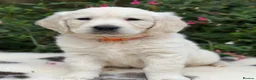 Golden Retriever dogs for sale: Beautiful KC Registered Golden Retriever Puppies in Wisbech - Advert 11