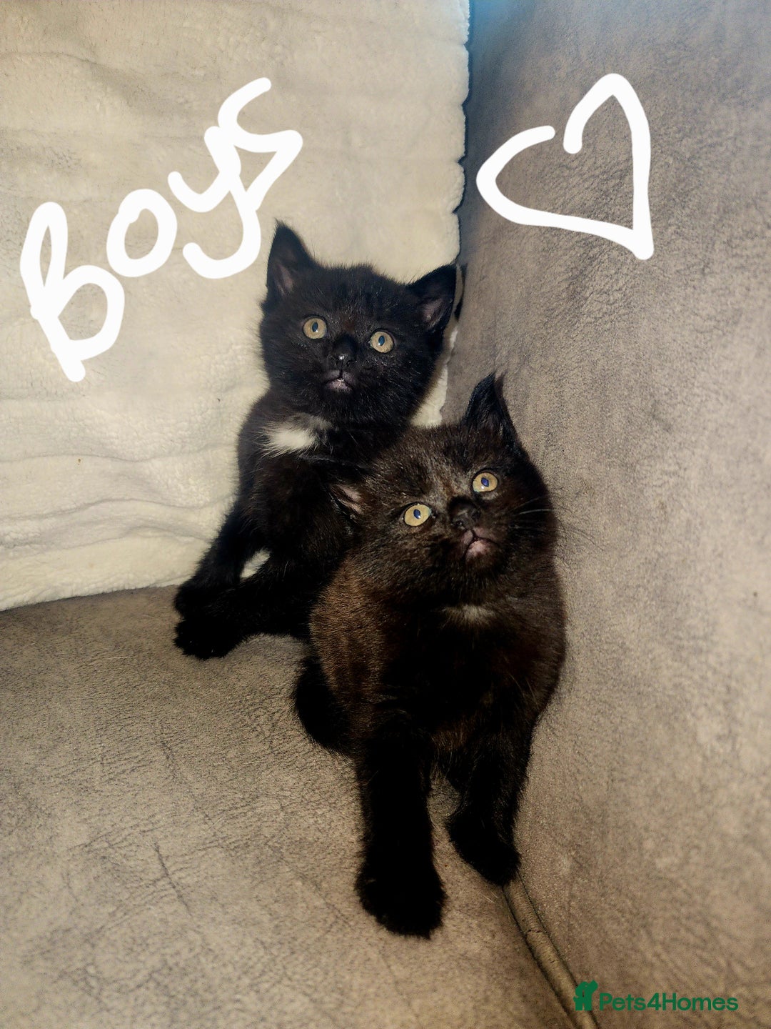 British Shorthair cats for sale: 5 beautiful british shorthair kittens - Image 6