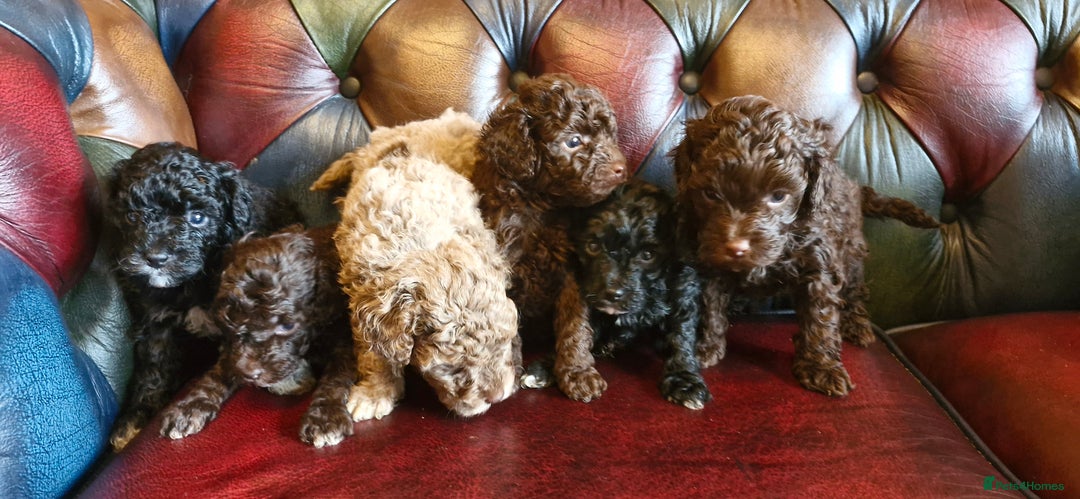 Cavapoo dogs for sale: Gorgeous f1bb Multicolour Cavapoo pups - Image 14