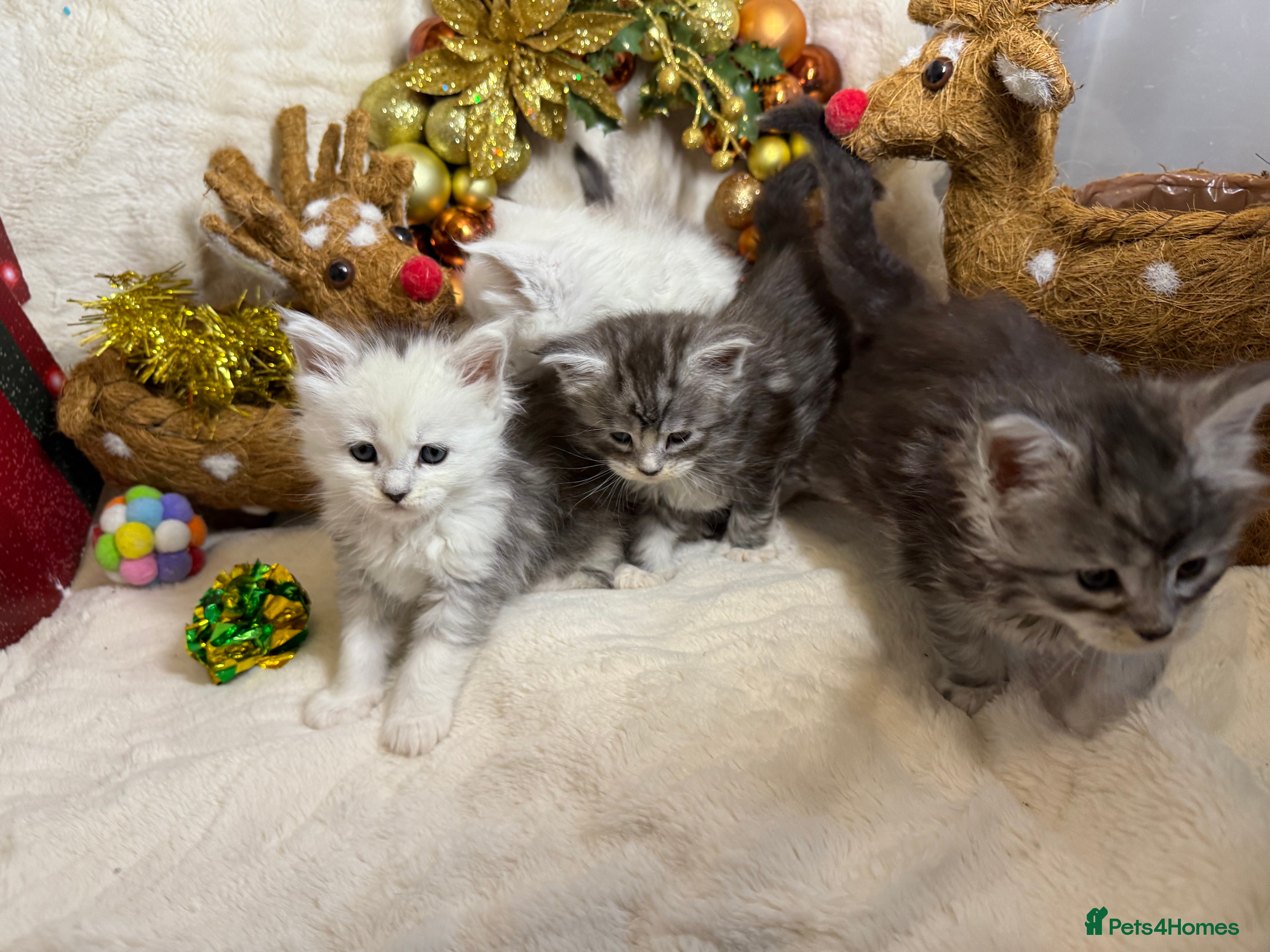 Maine Coon cats 🏅❤️Champ blood beautiful Mainecoone kittens 🏅 - Advert 5