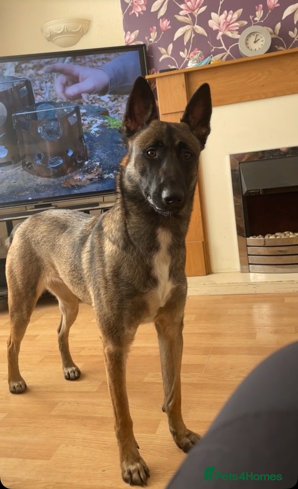 Belgian Shepherd Dog dogs Belgian malanois pups  - Advert 1