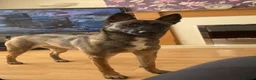Belgian Shepherd Dog dogs for sale: Belgian malanois pups  - Advert 1