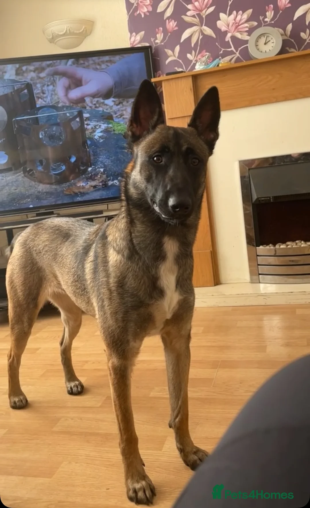 Belgian Shepherd Dog dogs for sale: Belgian malanois pups  - Advert 1