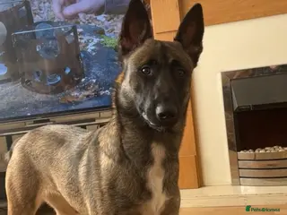 Belgian Shepherd Dog dogs Belgian malanois pups - Advert 6
