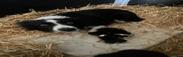 Border Collie dogs for sale: Border collie puppies in Inverurie - Advert 1
