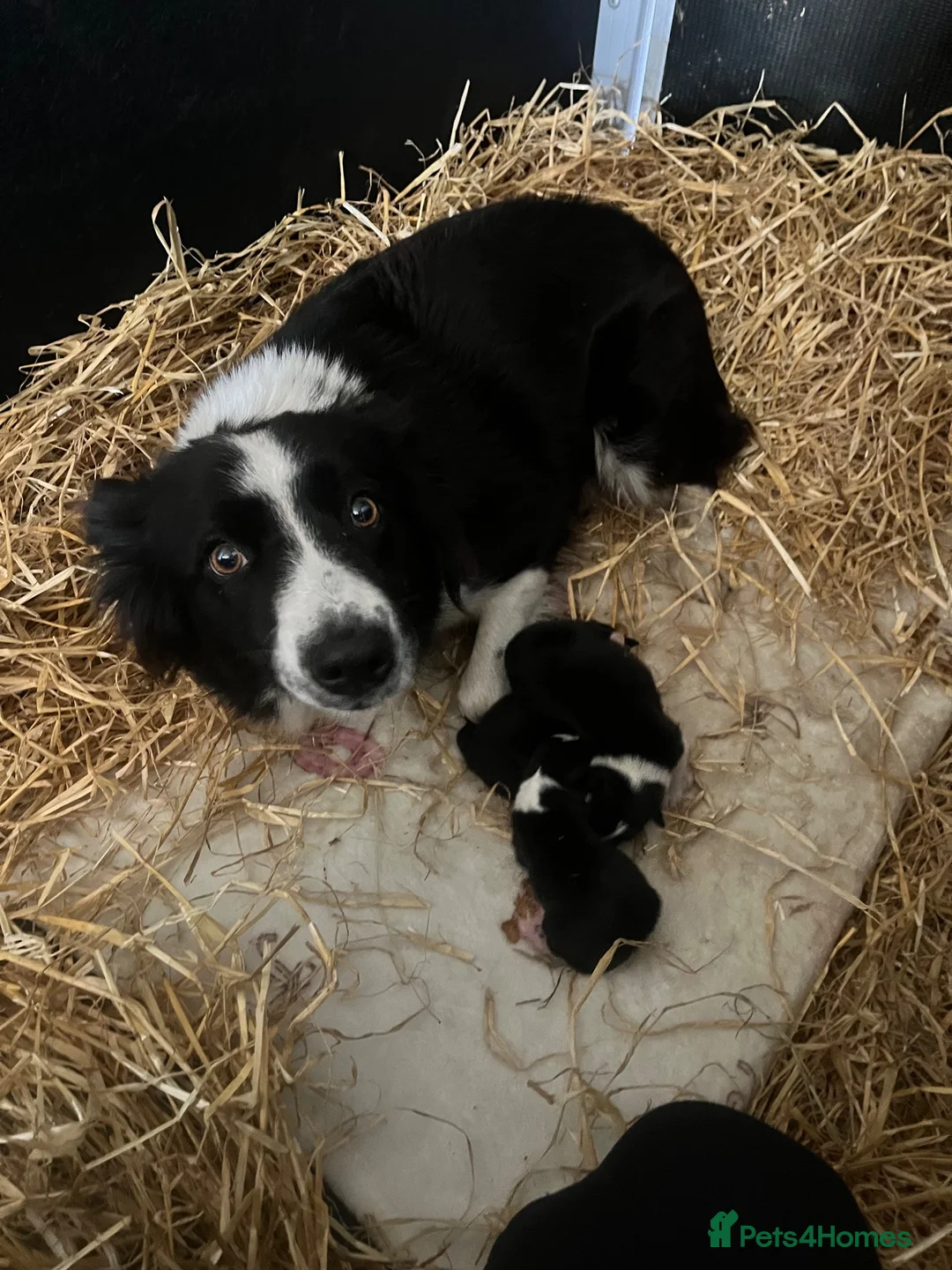 Border Collie dogs for sale: Border collie puppies in Inverurie - Advert 1