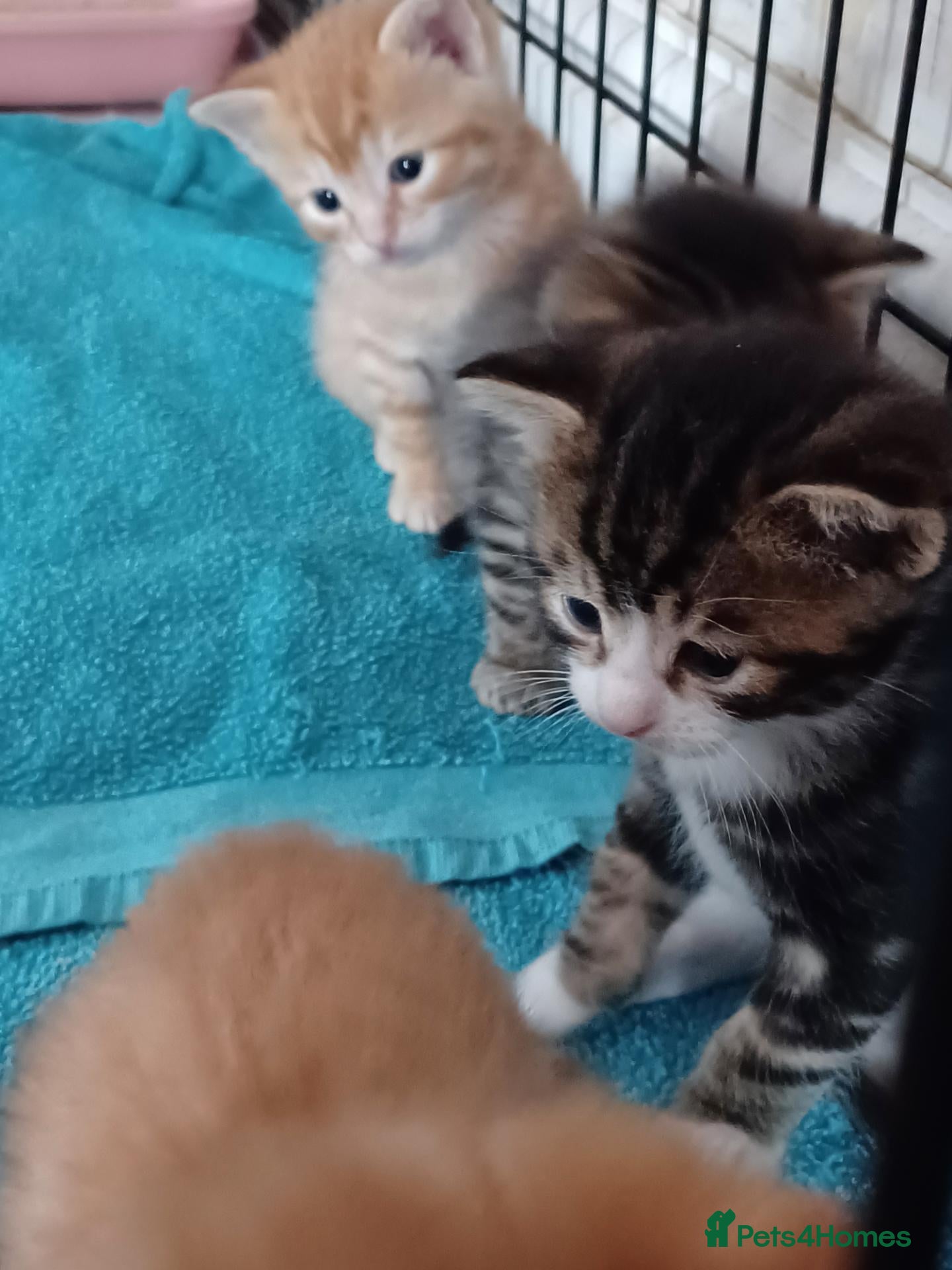 Mixed Breed cats 5 x kittens lovely colours - Advert 1