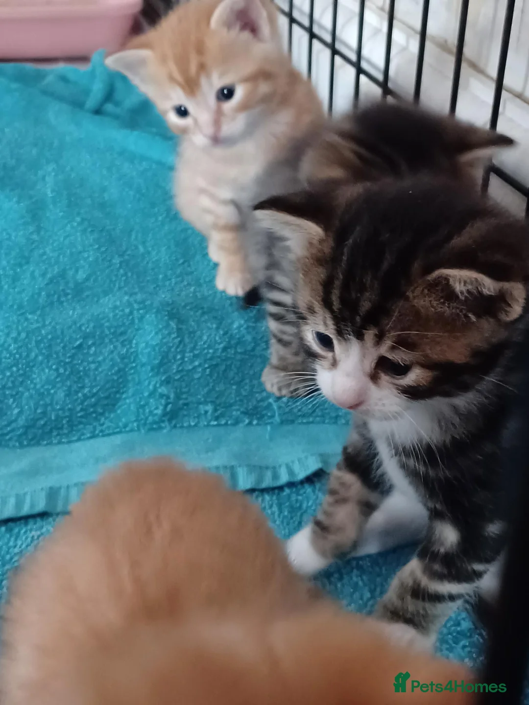 Mixed Breed cats for sale: 5 x kittens lovely colours - Advert 1