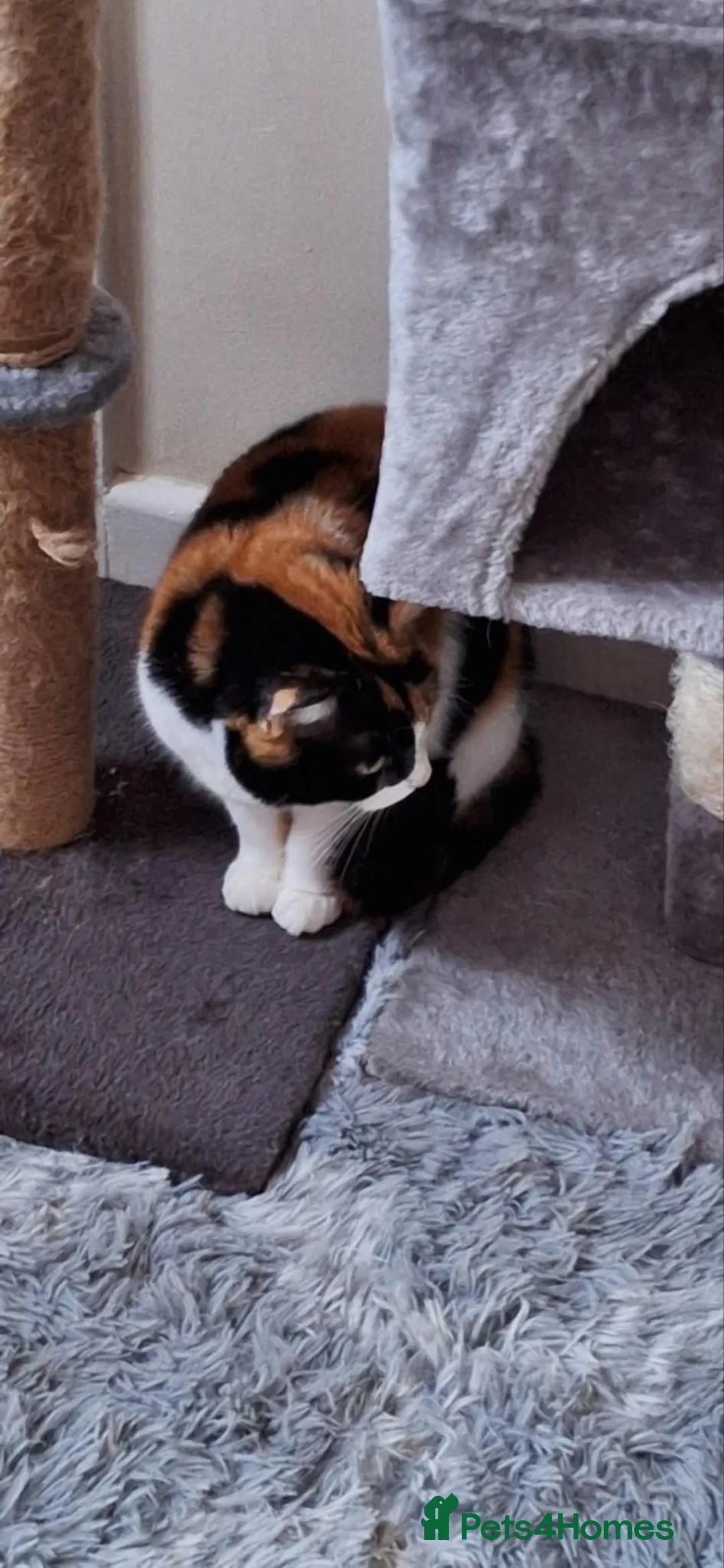 Mixed Breed cats for sale: 5 * home for for a beautiful three-colored cat. - Advert 2