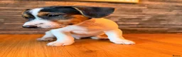 Jack Russell dogs for sale: Last Boy Jack Russell Puppies  - Advert 7