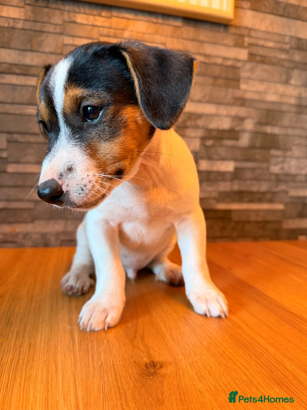 Jack Russell dogs for sale: Last Boy Jack Russell Puppies  - Advert 7