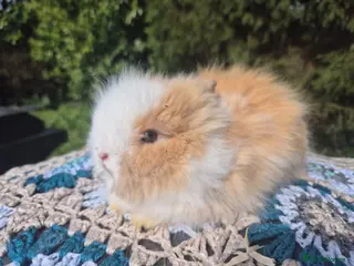 Angora rabbits 🩷Stunning Teddydwerg girlie💓- imported parents🥰 - Advert 18