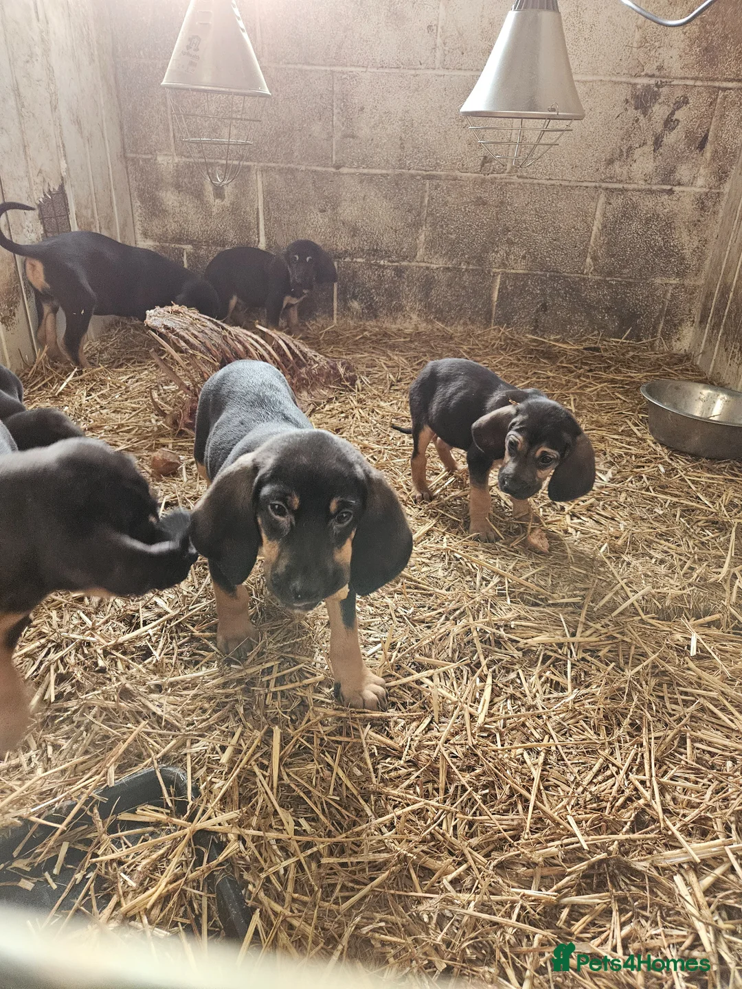 Bloodhound dogs for sale: Bloodhound  - Advert 2