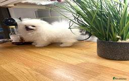 Pomeranian dogs for sale: Korean–Russian Exclusive Teddy Bear Pomeranian ✨🐻 - Advert 15