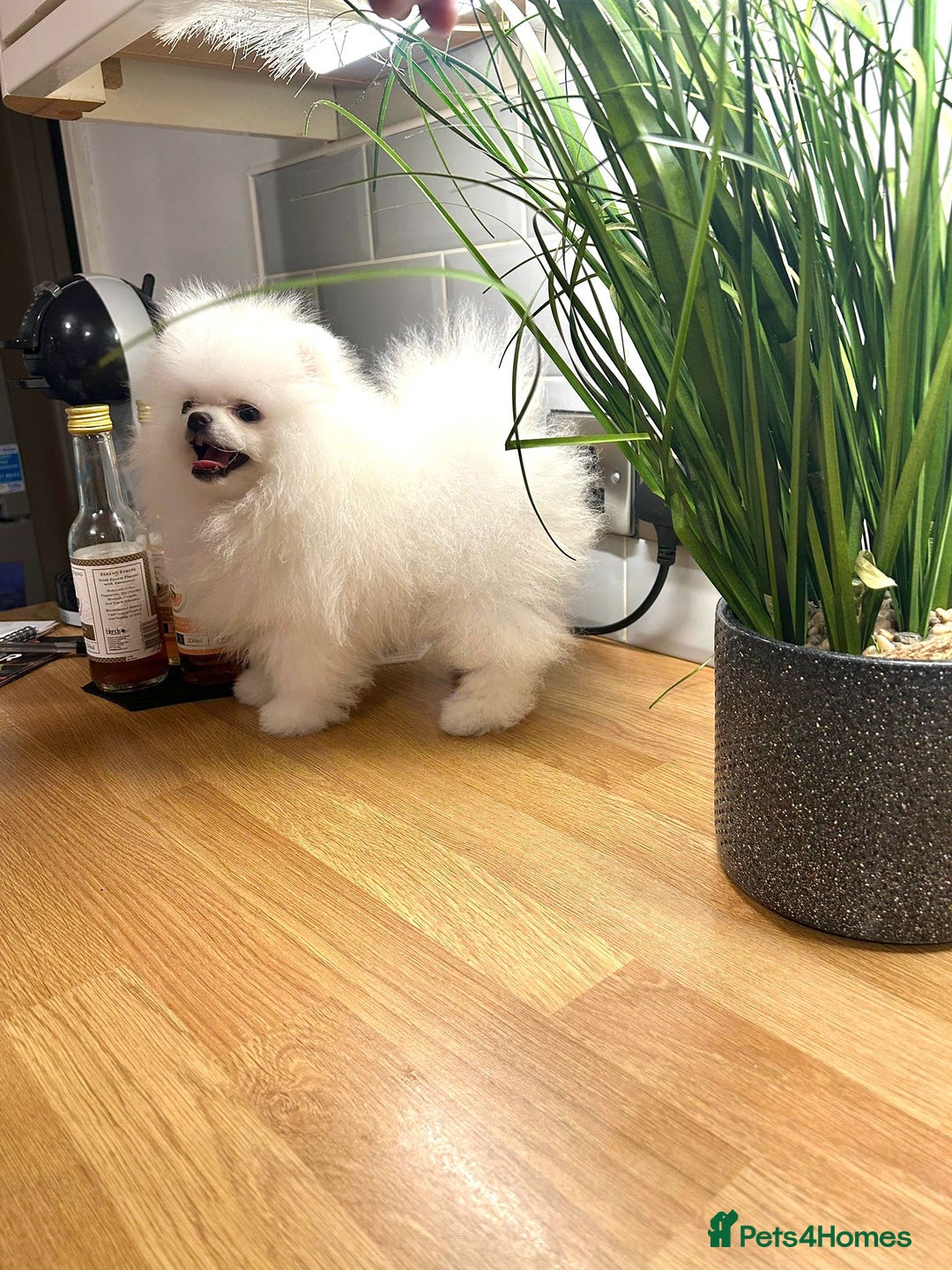 Pomeranian dogs for sale: Korean–Russian Exclusive Teddy Bear Pomeranian ✨🐻 - Advert 15