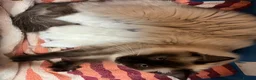 Ragdoll cats for sale: RAGDOLL BABIES - Advert 3
