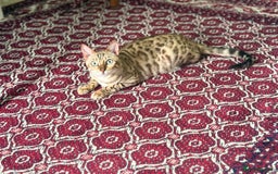 Bengal cats for sale: Snow Bengal girl  - Image 3