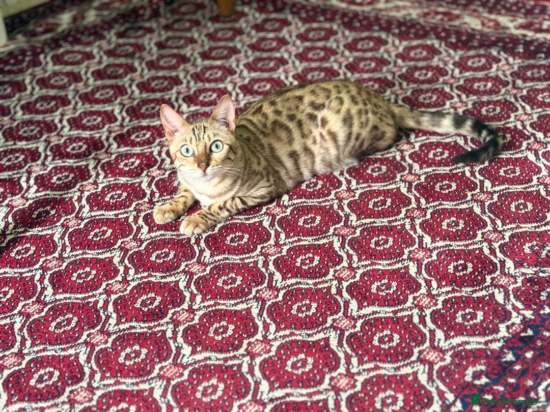 Bengal cats for sale: Snow Bengal girl  - Image 3