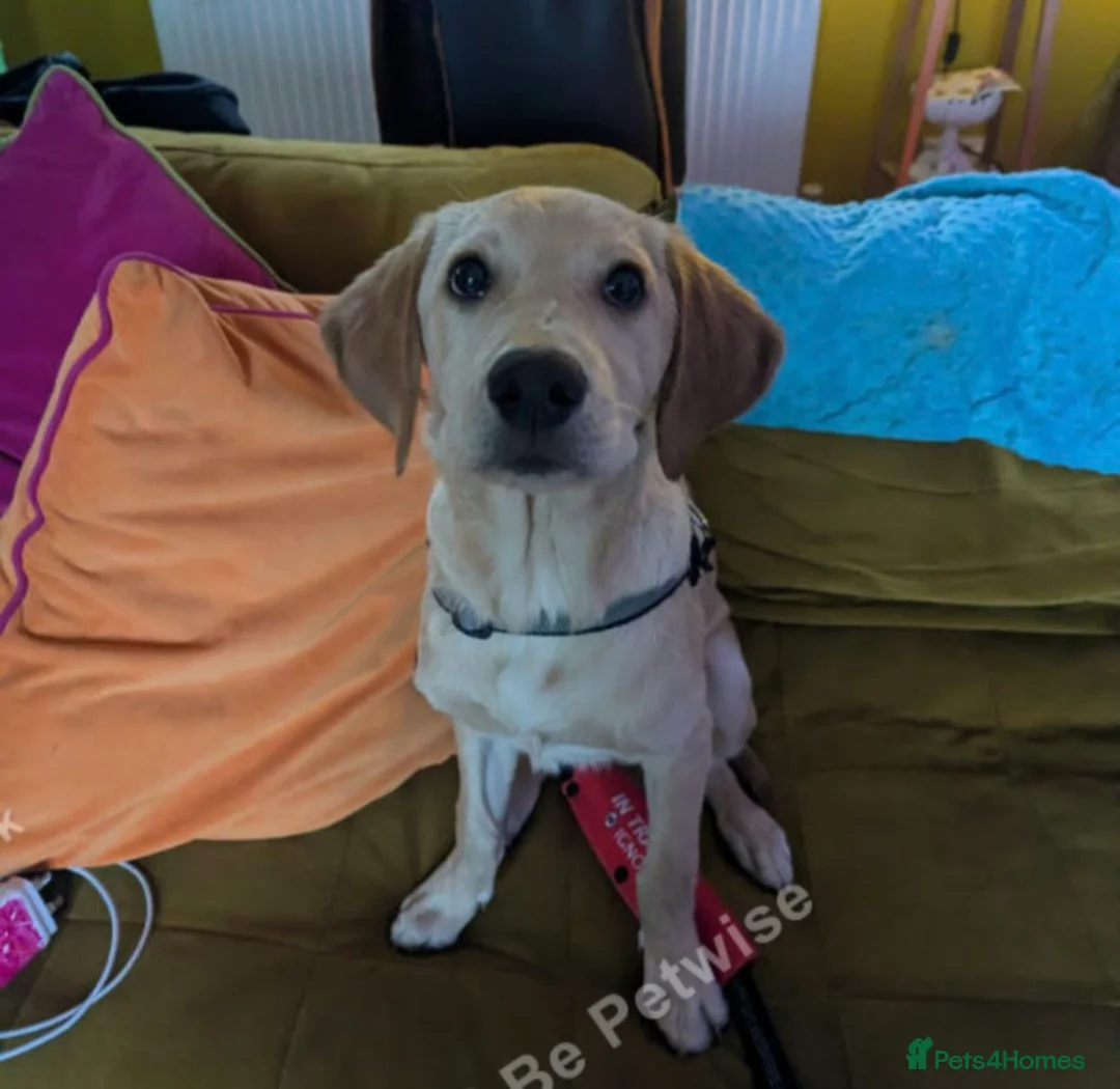 Goldador dogs for sale: Hiccup the lovely Goldador  - Advert 3