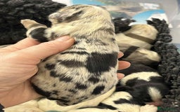Sheepadoodle dogs for sale: unique midi sheepadoodle babies - Image 12