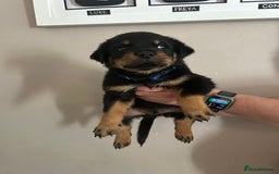 Rottweiler dogs for sale: Chunky Rottweilers for Sale - Image 21