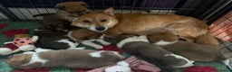 Mixed Breed dogs for sale: Japanese Shiba inu cross puppies  - Advert 1