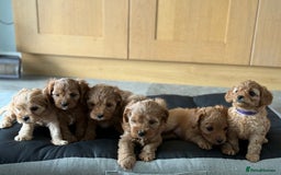Cavapoo dogs for sale: 6 Beautiful Toy Cavapoo Girls  - Image 2