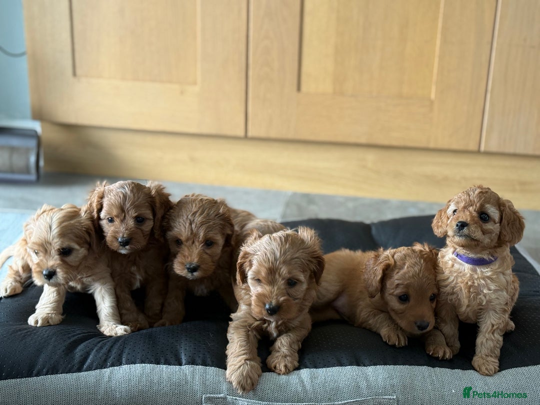 Cavapoo dogs for sale: 6 Beautiful Toy Cavapoo Girls  - Image 2