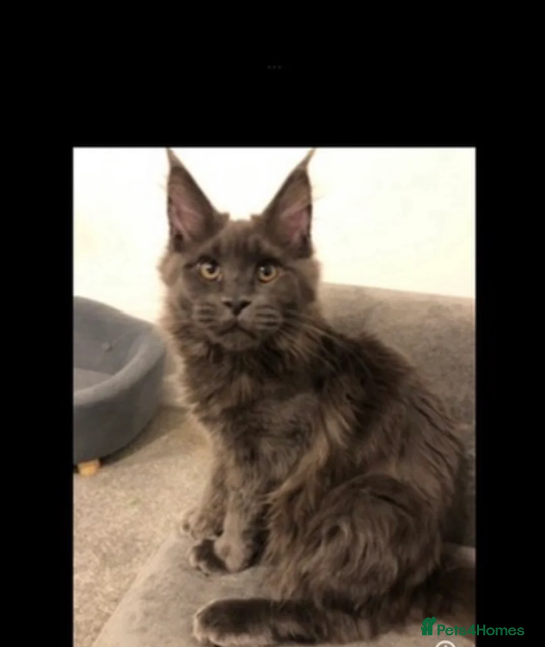 Maine Coon cats for sale: Two GCCF Mainecoon On Active 2 Weeks Older Than Ad - Advert 14