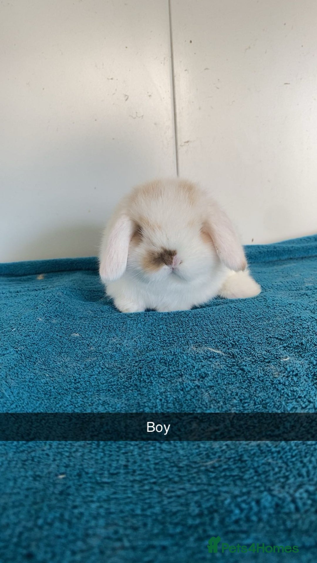 Mini Lop rabbits for sale: Pure mini lops for reserve  - Image 3