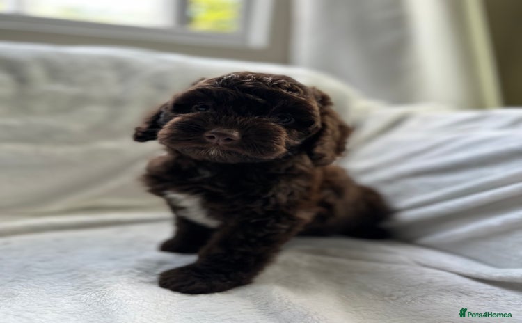 Cockapoo dogs - Advert 4