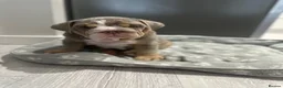 English Bulldog dogs for sale: 4 stunning unique KC registered coloured pups - Advert 5