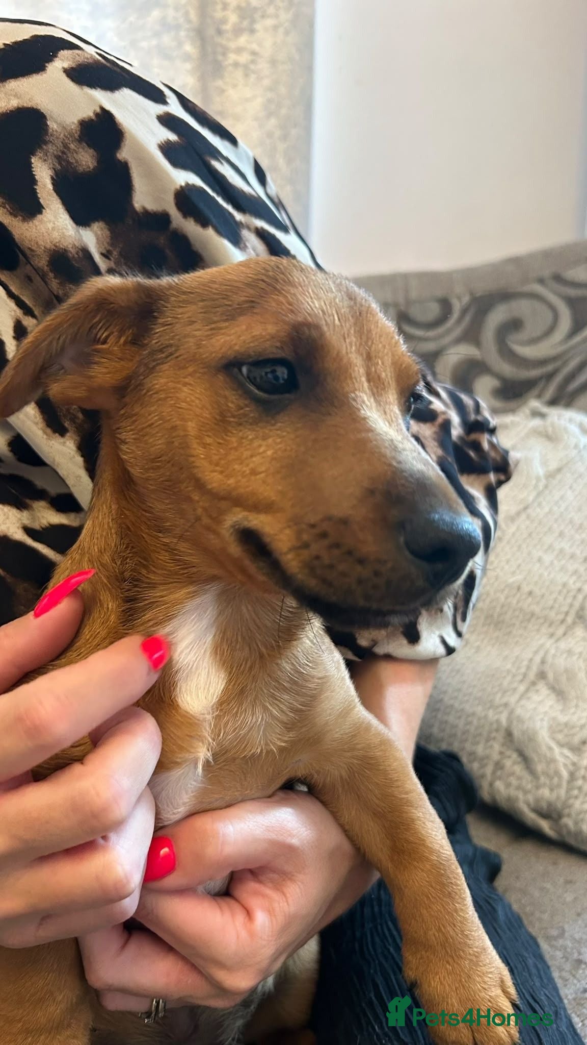 Jack Russell dogs Male Jack Russel Puppy  - Advert 2