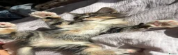 Siberian cats for sale: Tabby girls Siberian mix - Advert 15