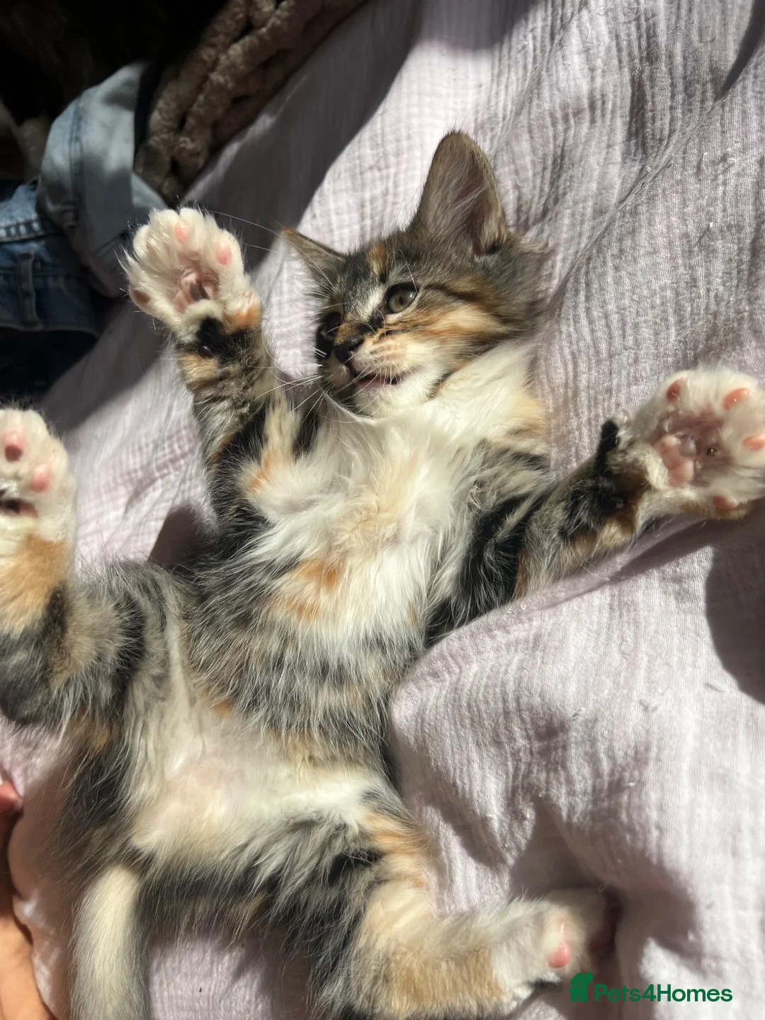 Siberian cats for sale: Tabby girls Siberian mix - Advert 15