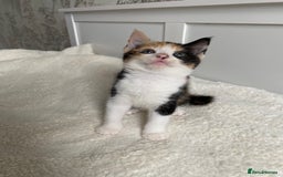 Domestic Shorthair cats for sale: Three Frank’s kittens - Image 1