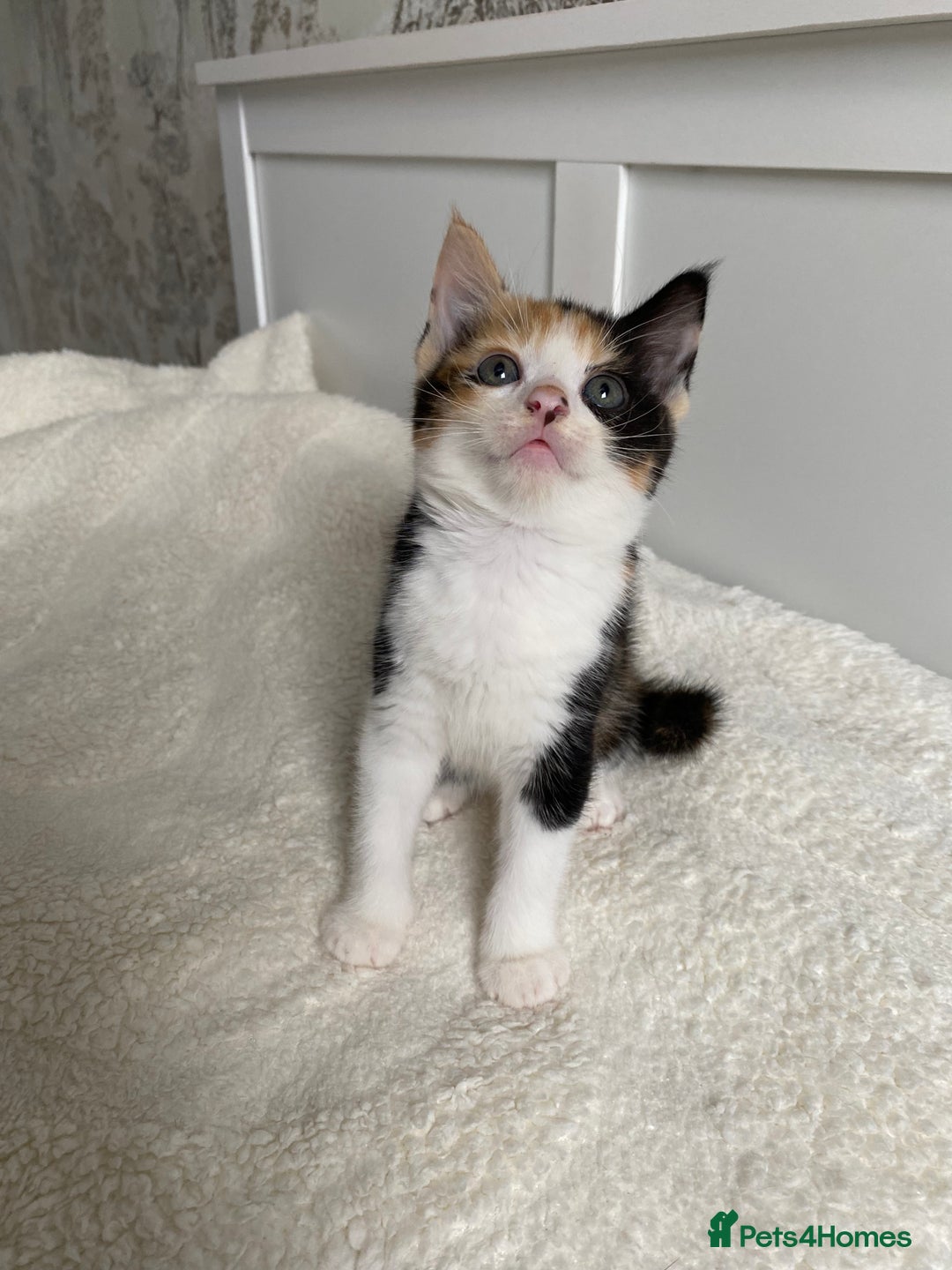 Domestic Shorthair cats for sale: Three Frank’s kittens - Image 1