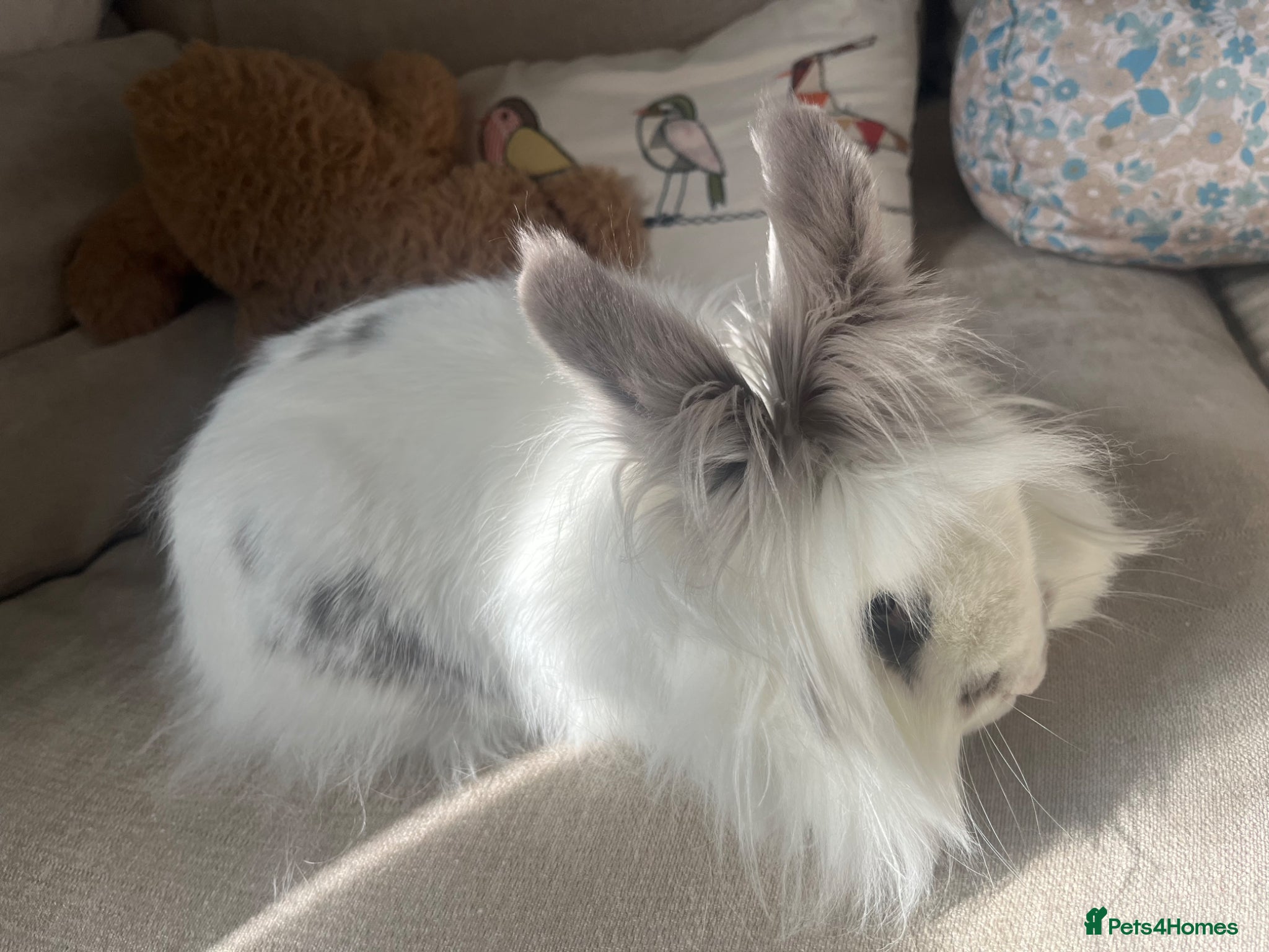 Mixed Breed rabbits Rabbit for sale in Essex  - Advert 4