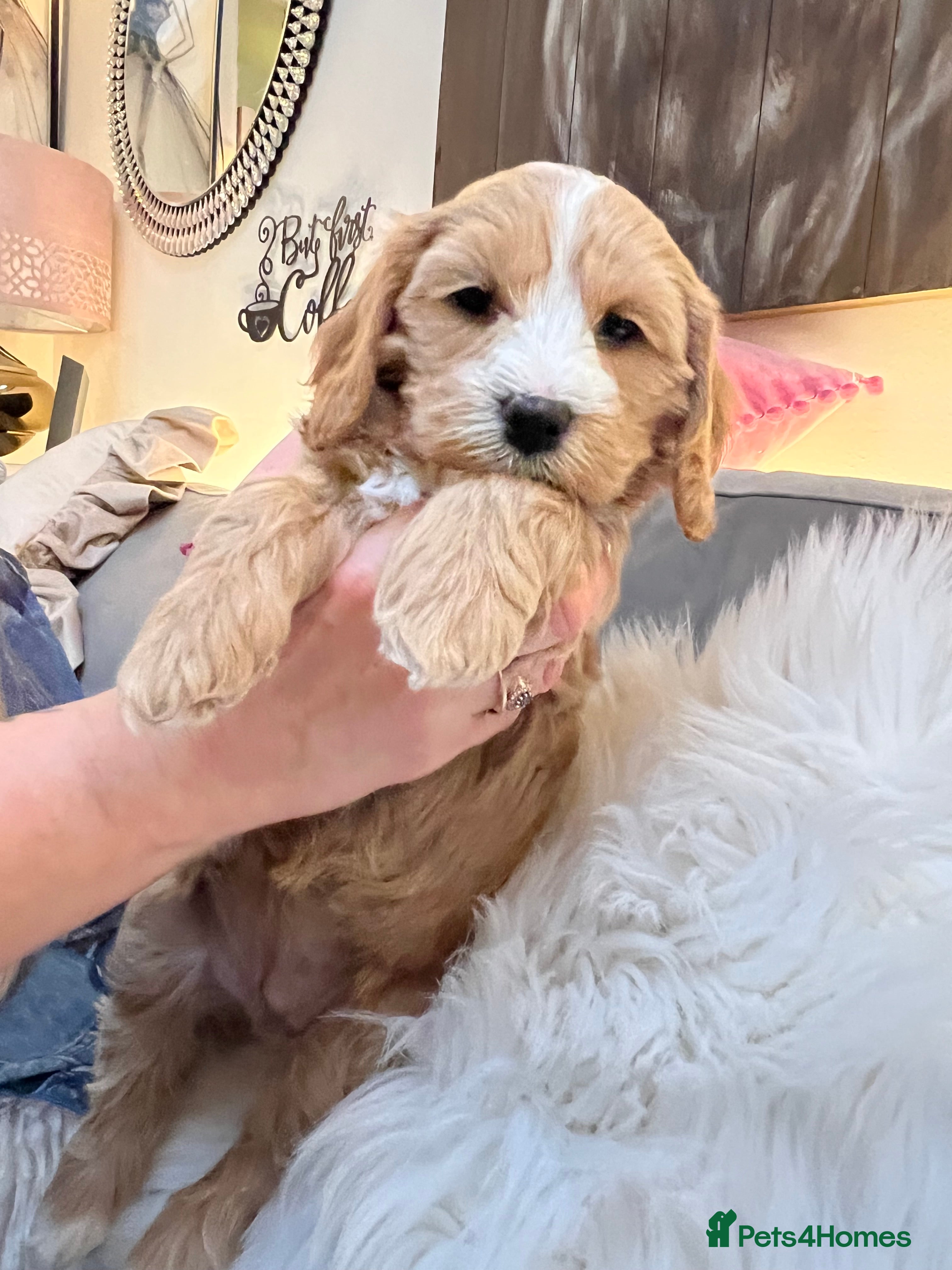 Mixed Breed dogs Beutiful cavapooshions   - Advert 1