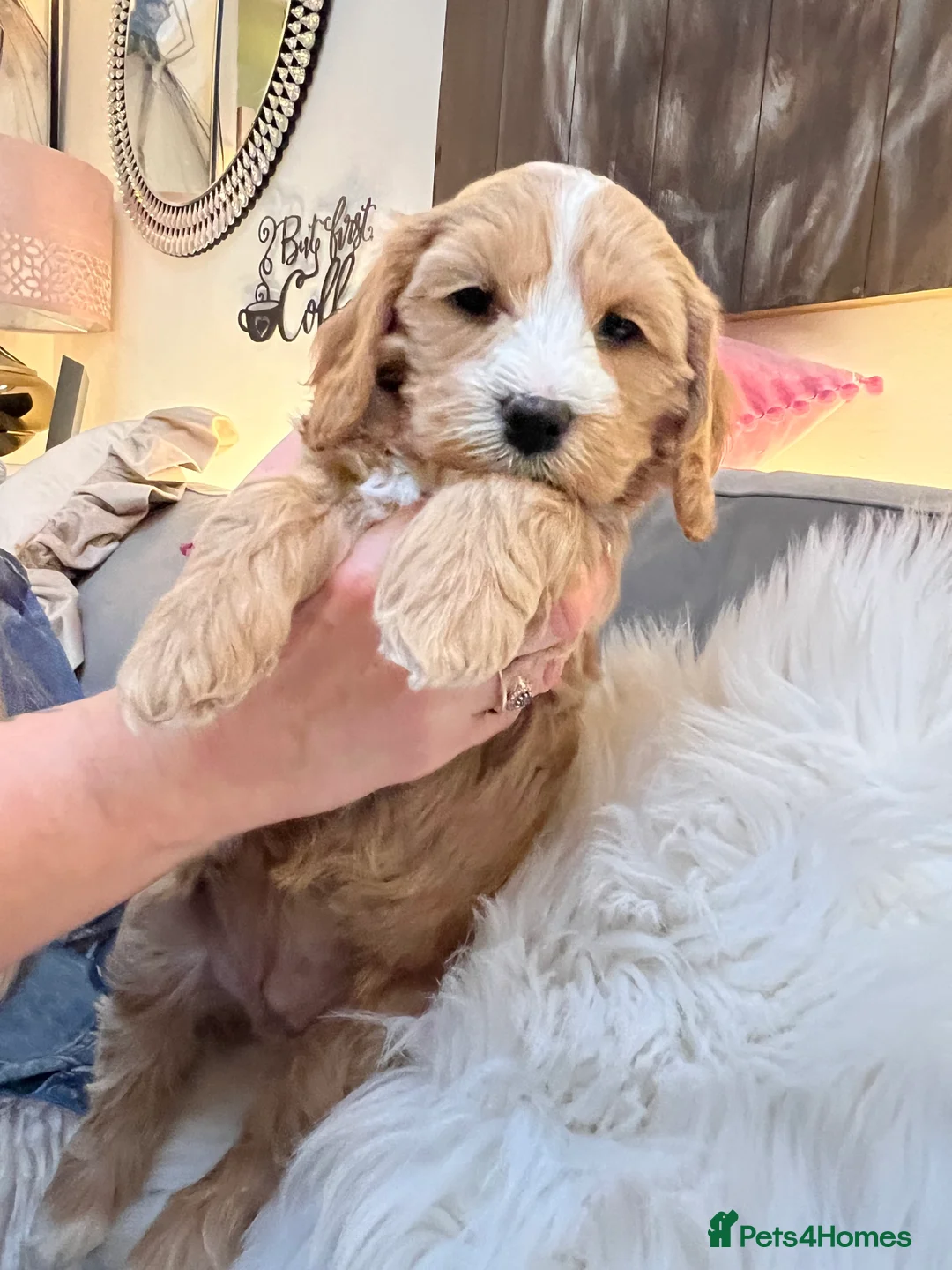 Mixed Breed dogs for sale: Beutiful cavapooshions   - Advert 1