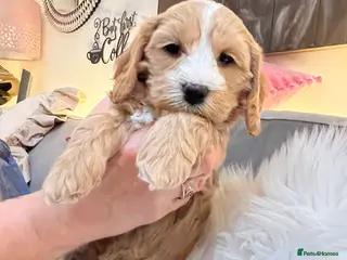 Mixed Breed dogs Beutiful cavapooshions - Advert 1